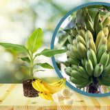 Sweet Banana Plant Live, Sweet Fruit Banana Tree 4-7 Inch Tall