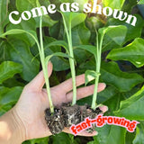 3 Grand Nain Banana Plant Live, Fruit Tree, 3-5 Inch Tall