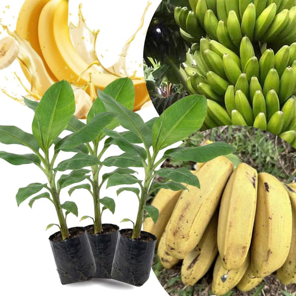 3 Banana Trees Live Plants, Hardy Tropical Plant, 3-5 Inch Tall