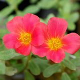 4 Hot Pink Portulaca Plants Live, Moss Rose Flower, Live Starter Plant, 4-7 Inch Tall