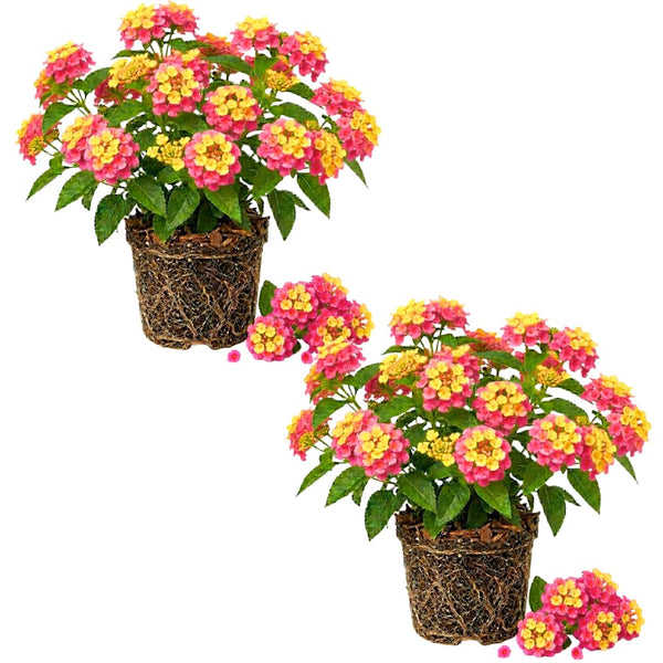 2 Athens Rose Lantana Live Plants, Lantana Flower Plant, 4-7 Inch Tall