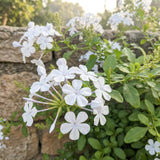 3 White Plumbago Live Plant, Flower Bush Vine Plant, 4-6 Inch Tall