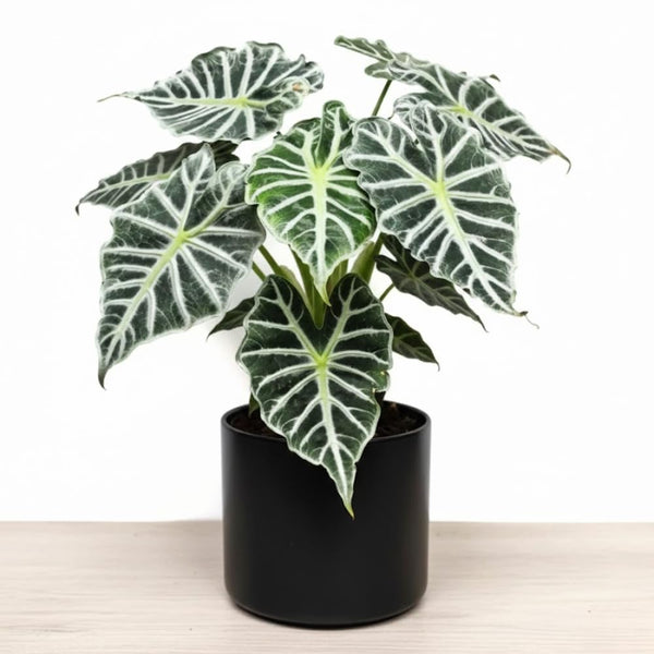 Deep Green Alocasia Live Plant, Rare Tropical Plant, 2-4 Inch Tall