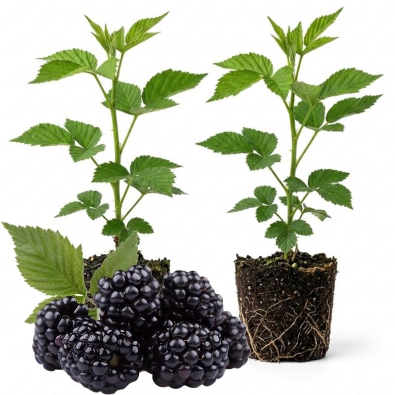2 Ouachita BlackBerry Plants Live, Fruit Bush, 4-7 Inch Tall