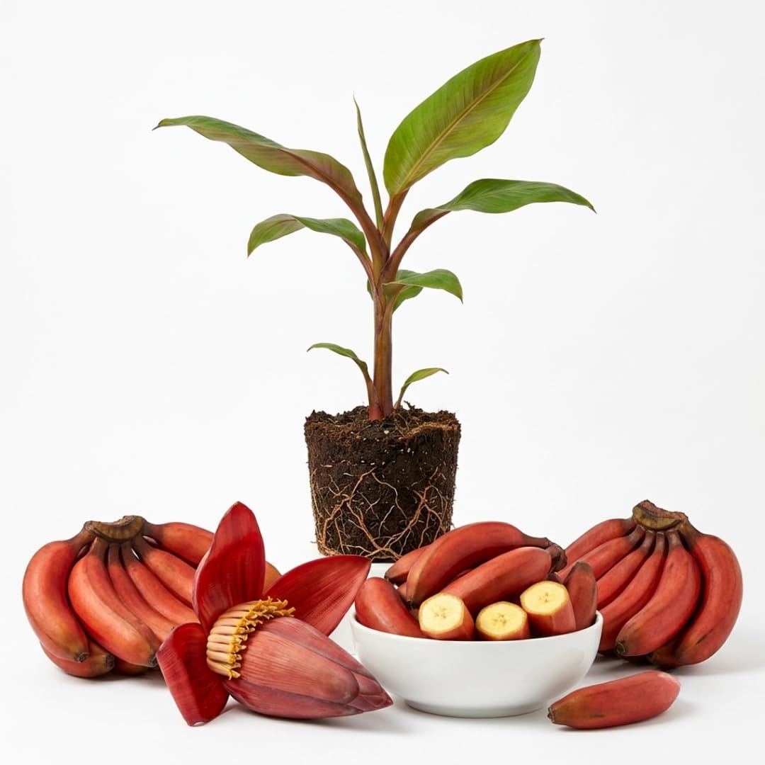 Red Banana Plant, 4-6 Inch Tall Tropical Banana Tree