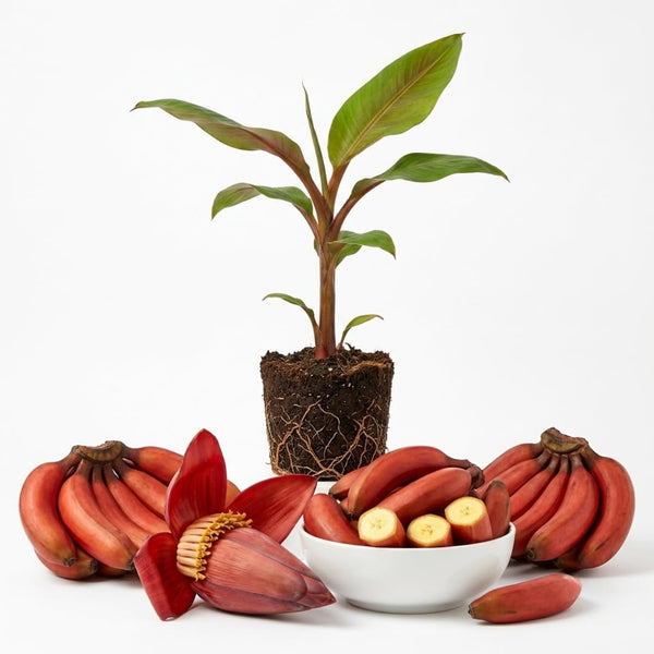 Red Banana Plant, 4-6 Inch Tall Tropical Banana Tree