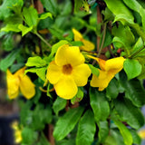 4 Dwarf Allamanda Live Plants, Ornamental Flower Vine, 4-7 Inch Tall