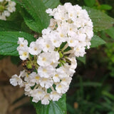 Set 2 White Lantana Live Plant 4-6 Inches Tall