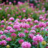 2 Pink Milkweed Live Plants, Asclepias Tuberosa, 4-6 Inch Tall