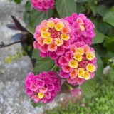 2 Ham and Eggs Lantana Live Plants, Lantana Flower Plant, 4-7 Inch Tall