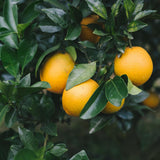 Navel Orange Tree Plant Live, Hardy Garden Plant, 1-2 Ft Tall, 1 Gallon Pot