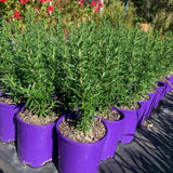 4 Blue Rosemary Live Plants, Culinary Herb Plant, 4-7 Inch Tall