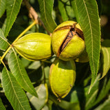 Pecan Tree Plant Live, Starter Plant, 1-2 Ft Tall