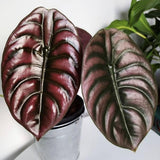 2 Red Purple Alocasia Live Plants, Hardy Garden Plant, 4-6 Inch Tall