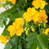 Set 2 Yellow Christmas Winter Cassia Plants Live, 4-8 Inch Tall