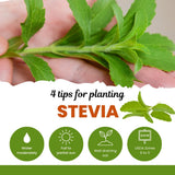 2 Live Stevia Plants, Outdoor Garden Plant, 4-6 Inch Tall