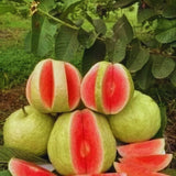 Pink Guava Fruit Tree Live Plant, Guava Fruit Plant, 4-6 Inch Tall