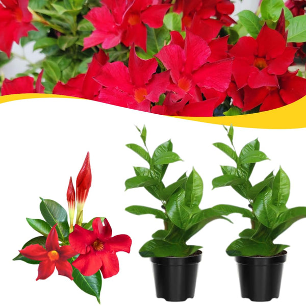 2 Red Live Live Mandevilla Plants, Live Starter Plant, 4-8 Inch Tall