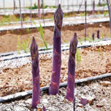 20 Purple Live Asparagus Roots, Ready to Grow Plant