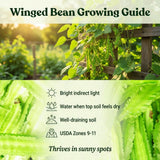 Winged Bean Live Plants, Bean Vine Seedling, 4-6 Inch Tall, 4 Inch Pot
