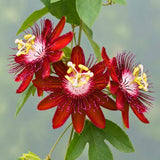2 Red Passion Flower Live Plants, Patio Container Plant, 4-7 Inch Tall