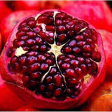 Red Pomegranate Tree Live Plant, Backyard Orchard Tree, 4-6 Inch Tall