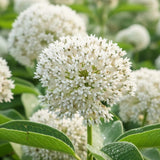 2 White Milkweed Live Plants, Asclepias Tuberosa, 4-6 Inch Tall