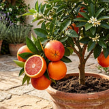 Orange Tree Live, Citrus Fruit Tree, 1 Ft Tall, 1 Gallon Pot
