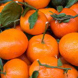 Grafted Orange Satsuma Tree Live Plant, 2-3 Ft Tall