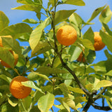 Orange Mandarin Live Plant, Home Garden Plant, 1 Gallon Pot
