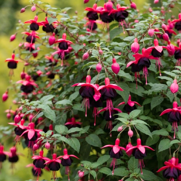 Red Fuchsia Live Plant, Patio Basket Flower, 4-8 Inch Tall, 5 Inch Pot