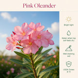 Pink Oleander Live Plant, Home Garden Plant, 4-6 Inch Tall