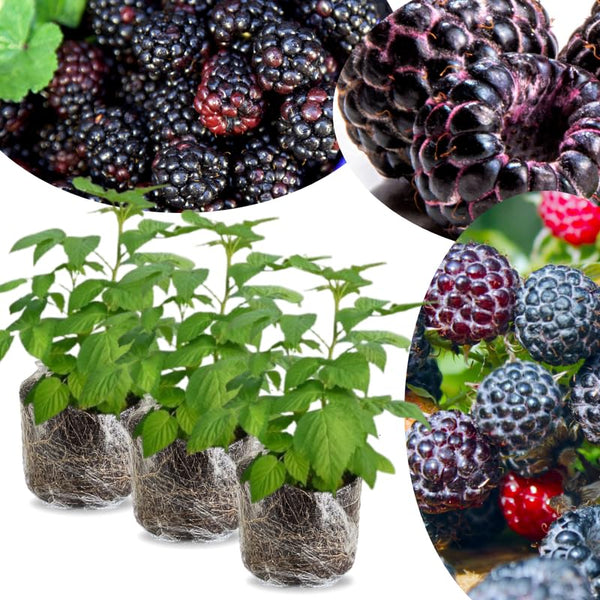 3 Black Raspberry Live Plants, 3-5 Inch Tall