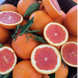 Red Navel Orange Live Tree in 1 Gallon Pot, 24–30 Inch Tall