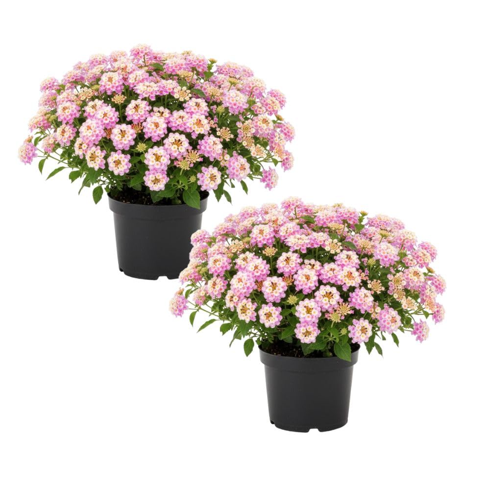 Set 2 Pink to Yellow Lantana Live Plant 4-6 Inches Tall