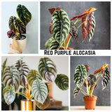 2 Red Purple Live Alocasia Plants, Indoor Outdoor Plant, 4-6 Inch Tall