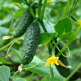 Cucumber Live Plant, Outdoor Garden Vine, 4 Inch Pot
