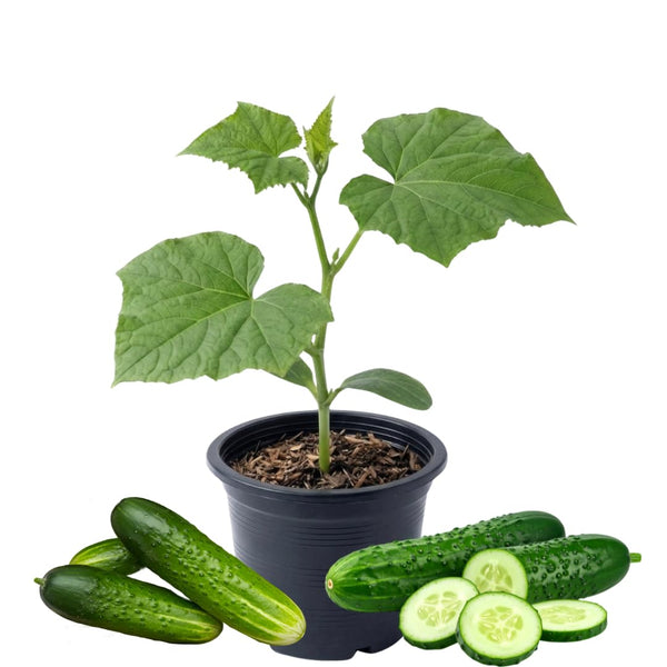 Cucumber Vine Live Plant, Garden Vine Plant, 4 Inch Pot