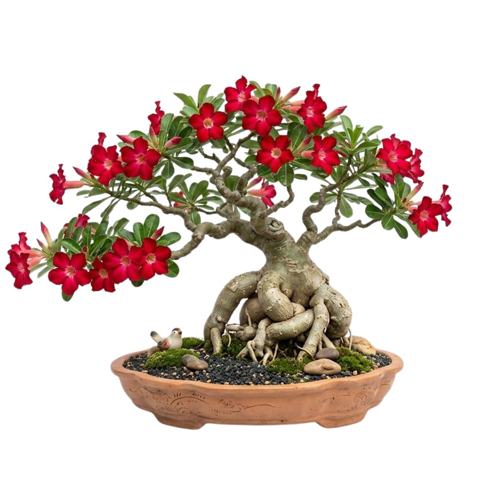 Red Live Desert Rose Plant, Garden Plant, 4-6 Inch Tall