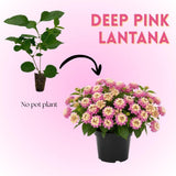 Set 2 Yellow to Orange-Pink Lantana Live Plant 4-6 Inches Tall