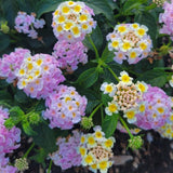Set 2 Pink to Yellow Lantana Live Plant 4-6 Inches Tall