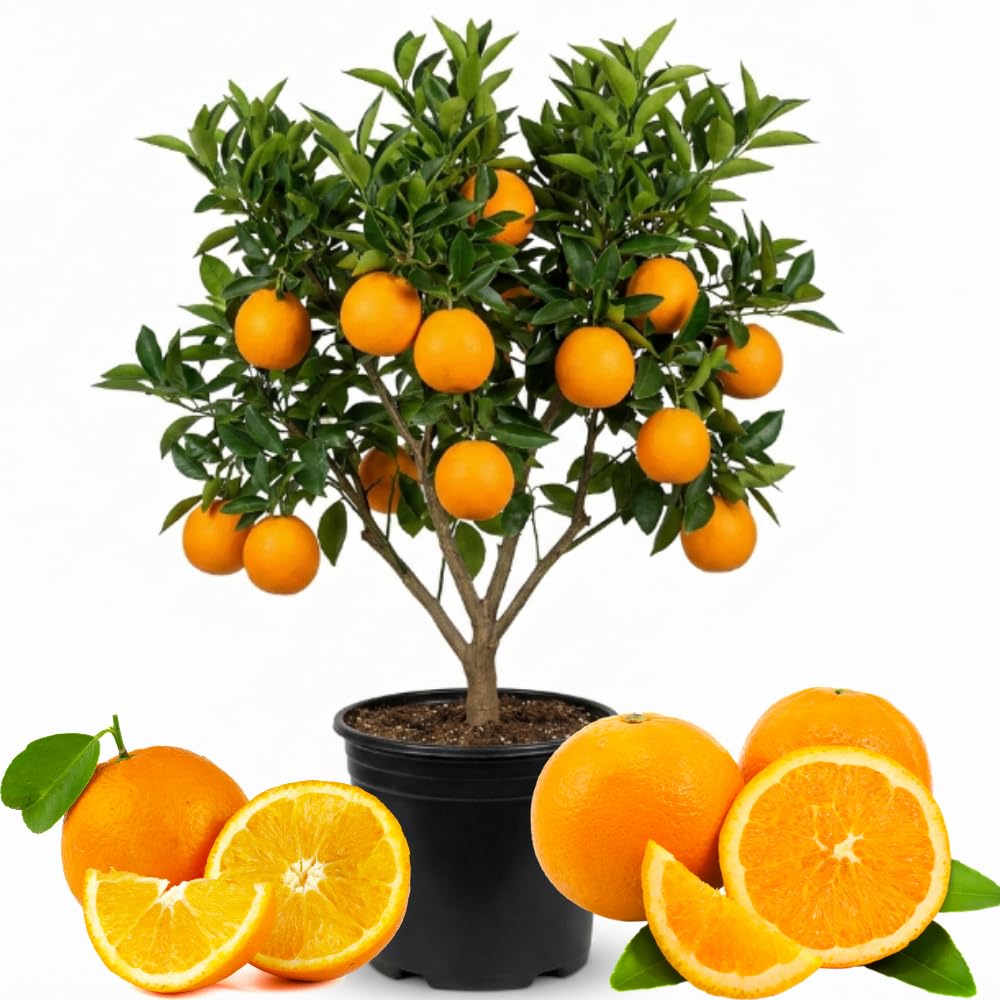 Orange Tree Plant Live, Patio Container Plant, 1-2 Ft Tall, 1 Gallon Pot