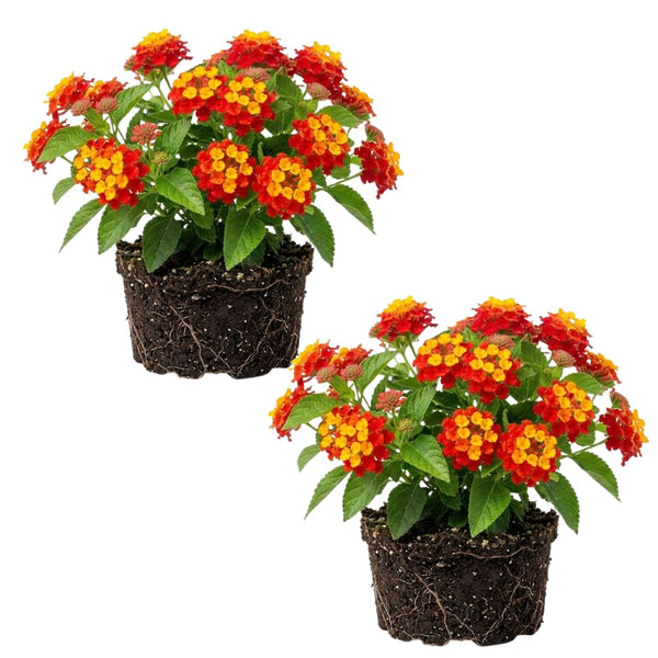 2 Salsa Lantana Live Plants, Lantana Flower Plant, 4-7 Inch Tall