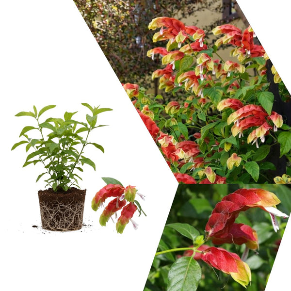 2 Red Shrimp Live Plants, Ready to Grow Plant, 4-6 Inch Tall