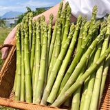 20 Green Asparagus Live Roots, Ready to Grow Plant