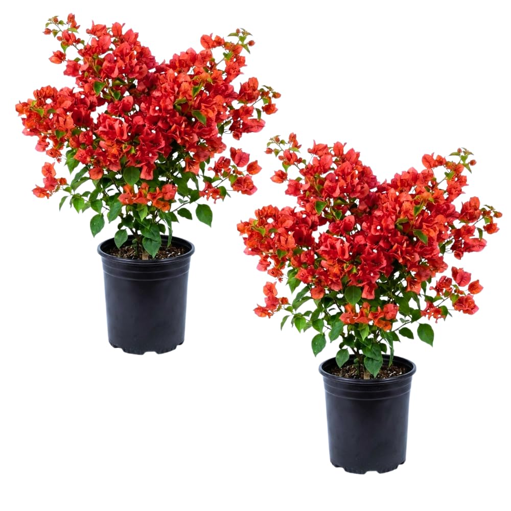 2 Red Bougainvillea Live Plants, Home Garden Plant, 4-6 Inch Tall