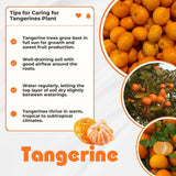 Live Grafted Tangerine Citrus Tree 2-3 Feet Tall