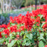 4 Red Sage Live Plants, Salvia Plants, Well-Rooted Starter Plant, 4-6 Inch Tall
