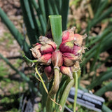 100 Egyptian Walking Onion Seeds, Heirloom Onion Seeds