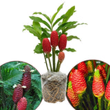 Shampoo Ginger Rhizomes Plant, 3-5 Inch Tall